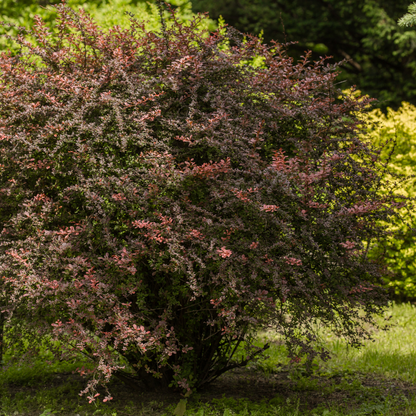 Berberis thunbergii Atropurpurea