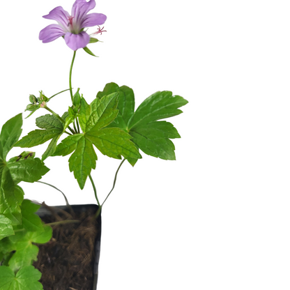 Geranium nodosum