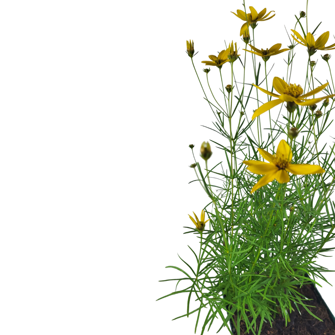 Coreopsis verticillata 'Zagreb'