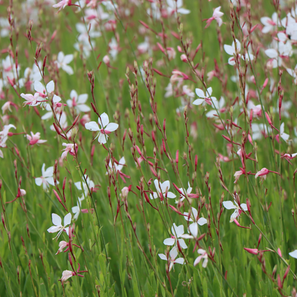 Gaura lindheimeri 'Whirling Butterflies'