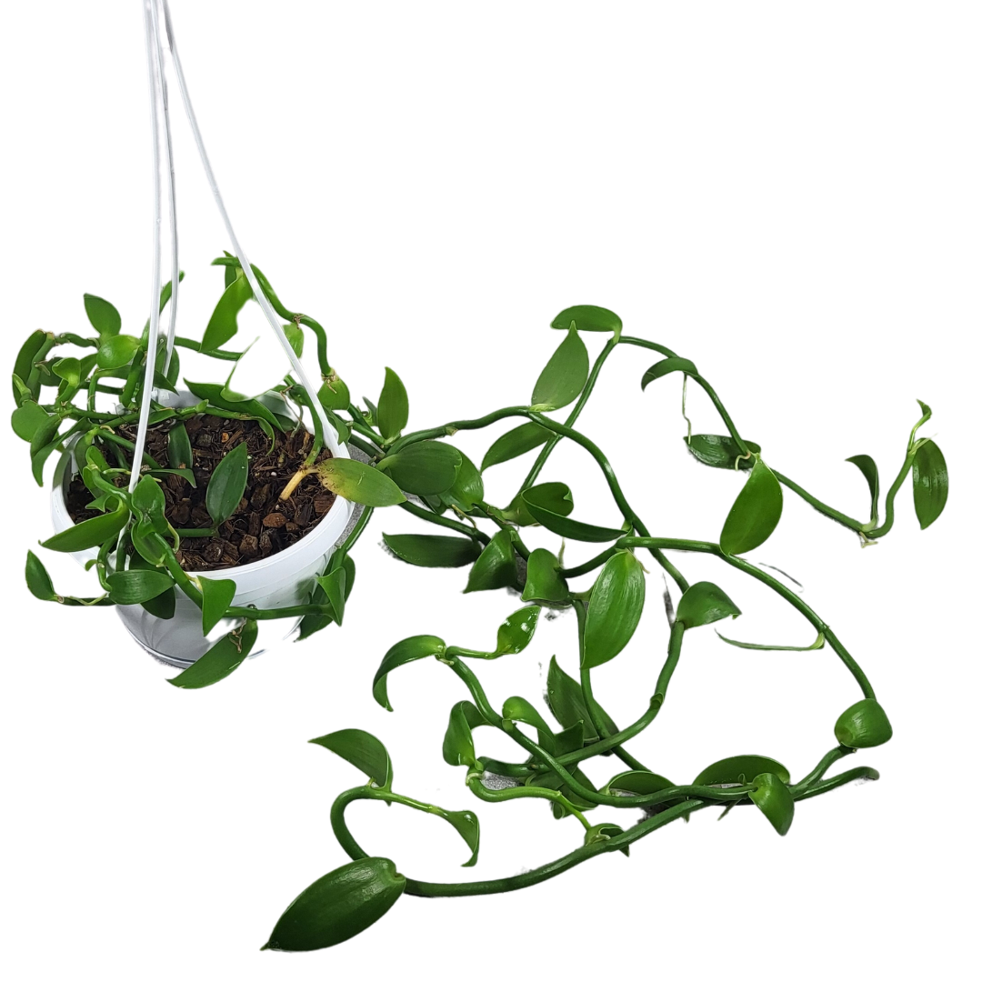Vanilla planifolia