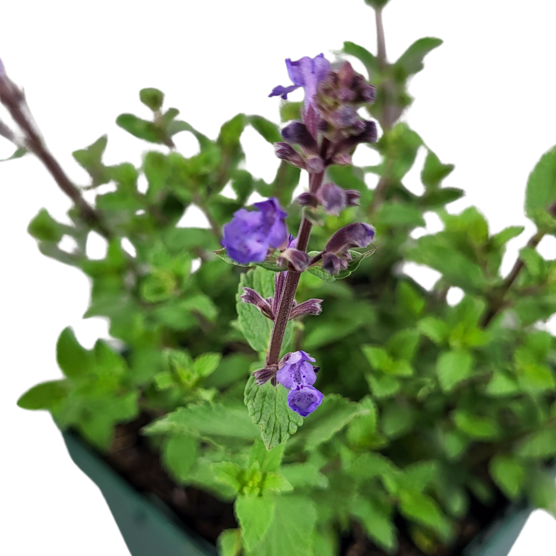 Nepeta x faassenii 'Purrsian Blue'