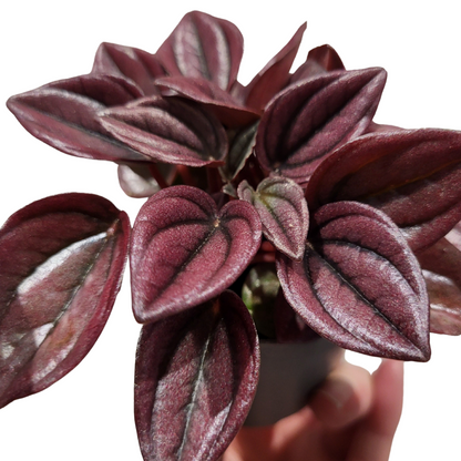 Peperomia Caperata Cayenne