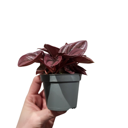 Peperomia Caperata Cayenne