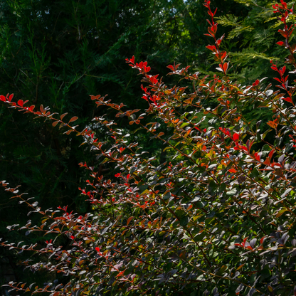 Berberis thunbergii Atropurpurea