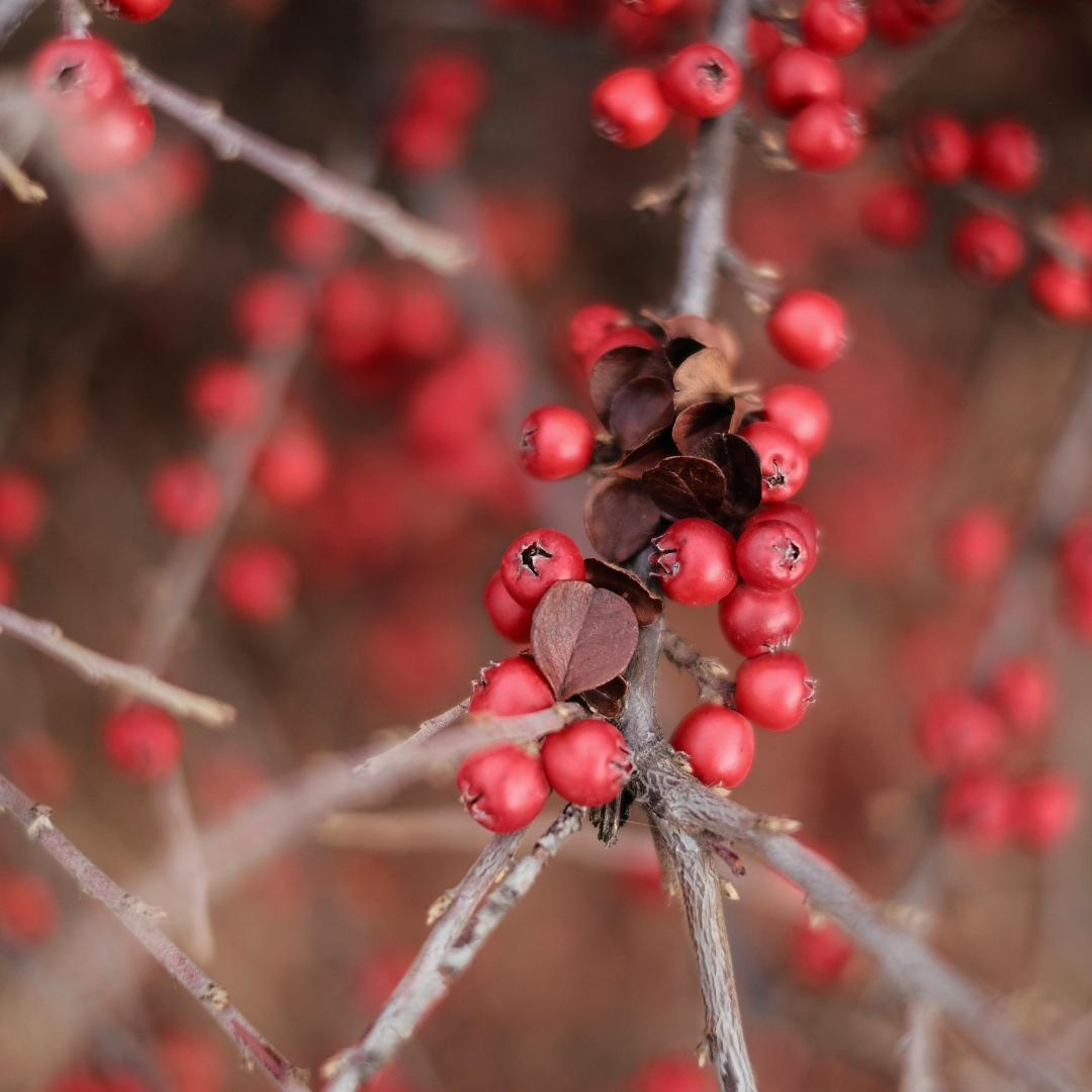 Berberis thunbergii Atropurpurea