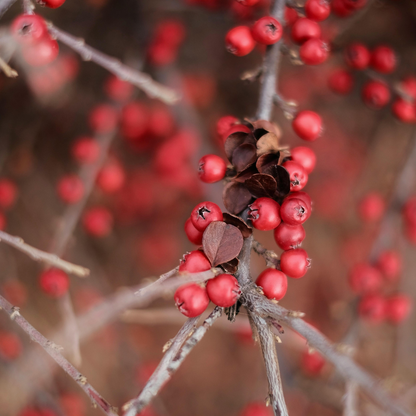 Berberis thunbergii Atropurpurea