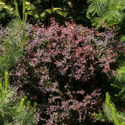 Berberis thunbergii Atropurpurea