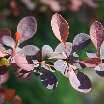 Berberis thunbergii Atropurpurea
