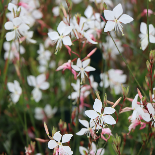 Gaura lindheimeri 'Whirling Butterflies'