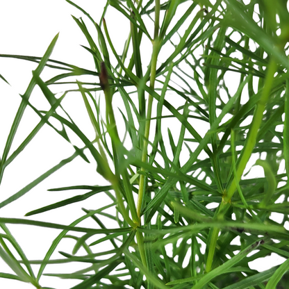 Coreopsis verticillata 'Zagreb'