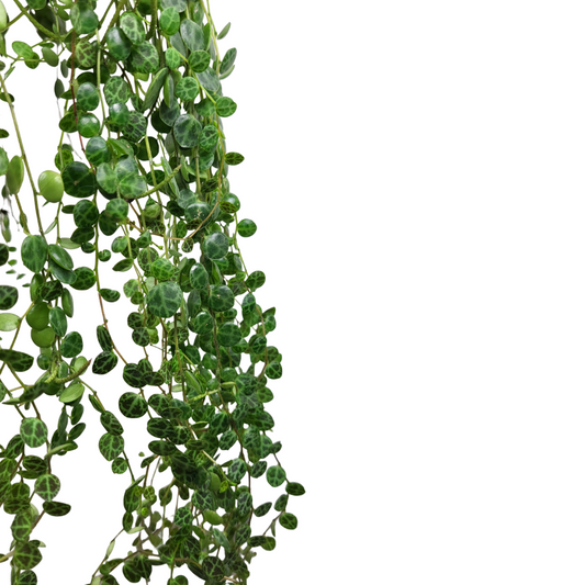 Peperomia Prostrata