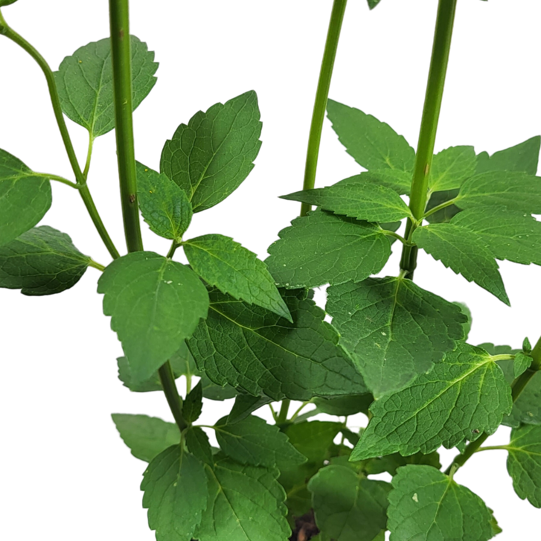 Agastache rugosa 'Blue Fortune'