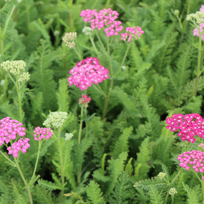 Achillea millefolium 'Pink Grapefruit'