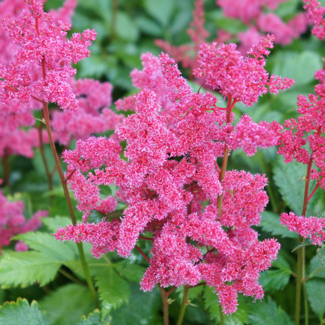 Astilbe japonica "Coblence"