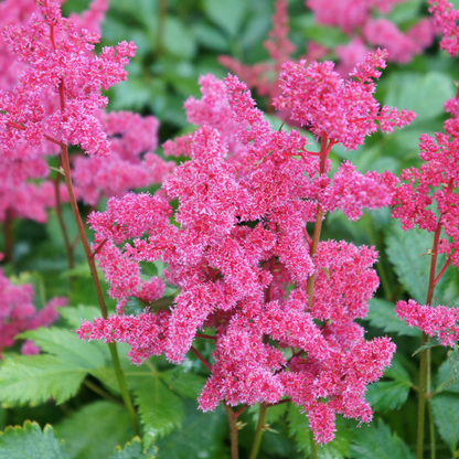 Astilbe japonica "Coblence"