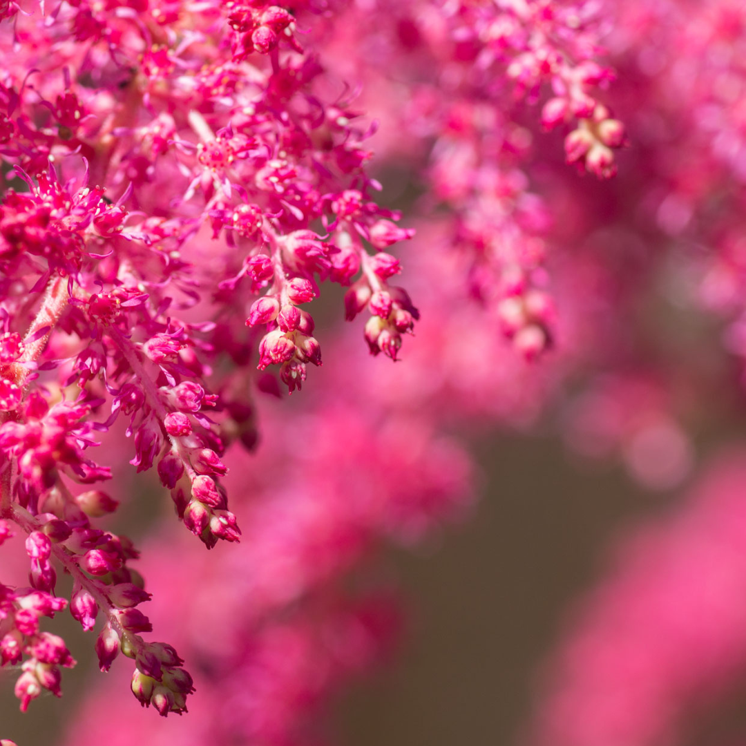 Astilbe japonica "Coblence"