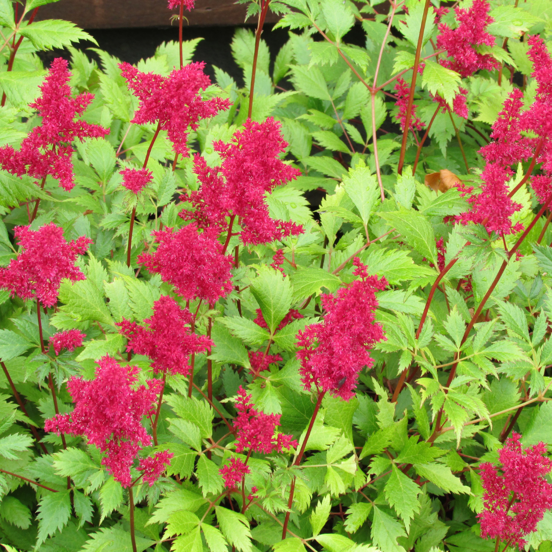 Astilbe japonica "Coblence"