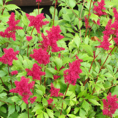 Astilbe japonica "Coblence"