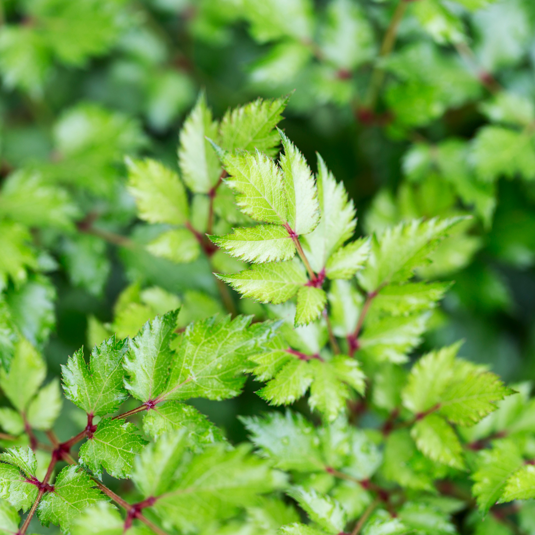 Astilbe japonica "Coblence"