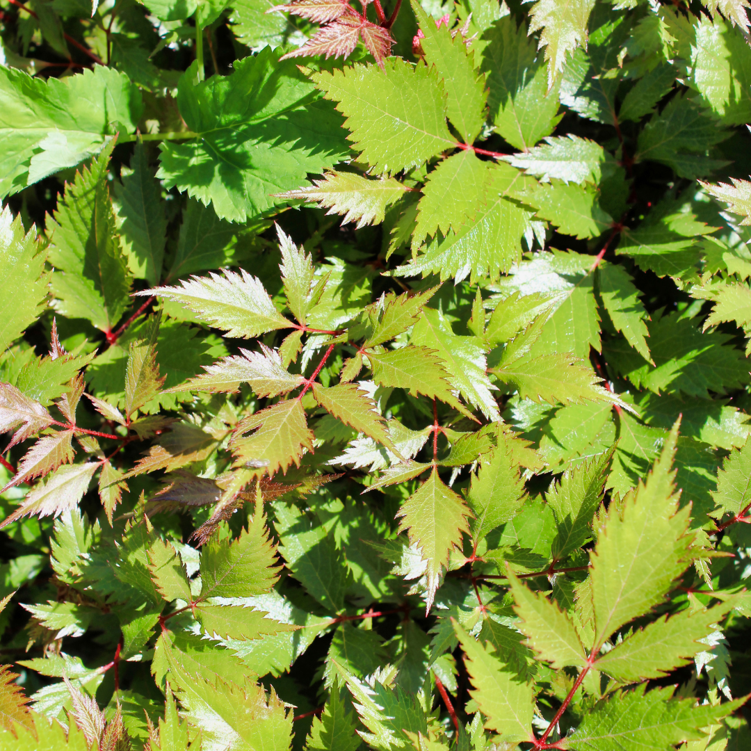 Astilbe japonica "Coblence"