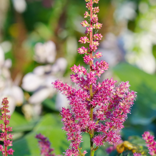 Astilbe japonica "Koblenz"