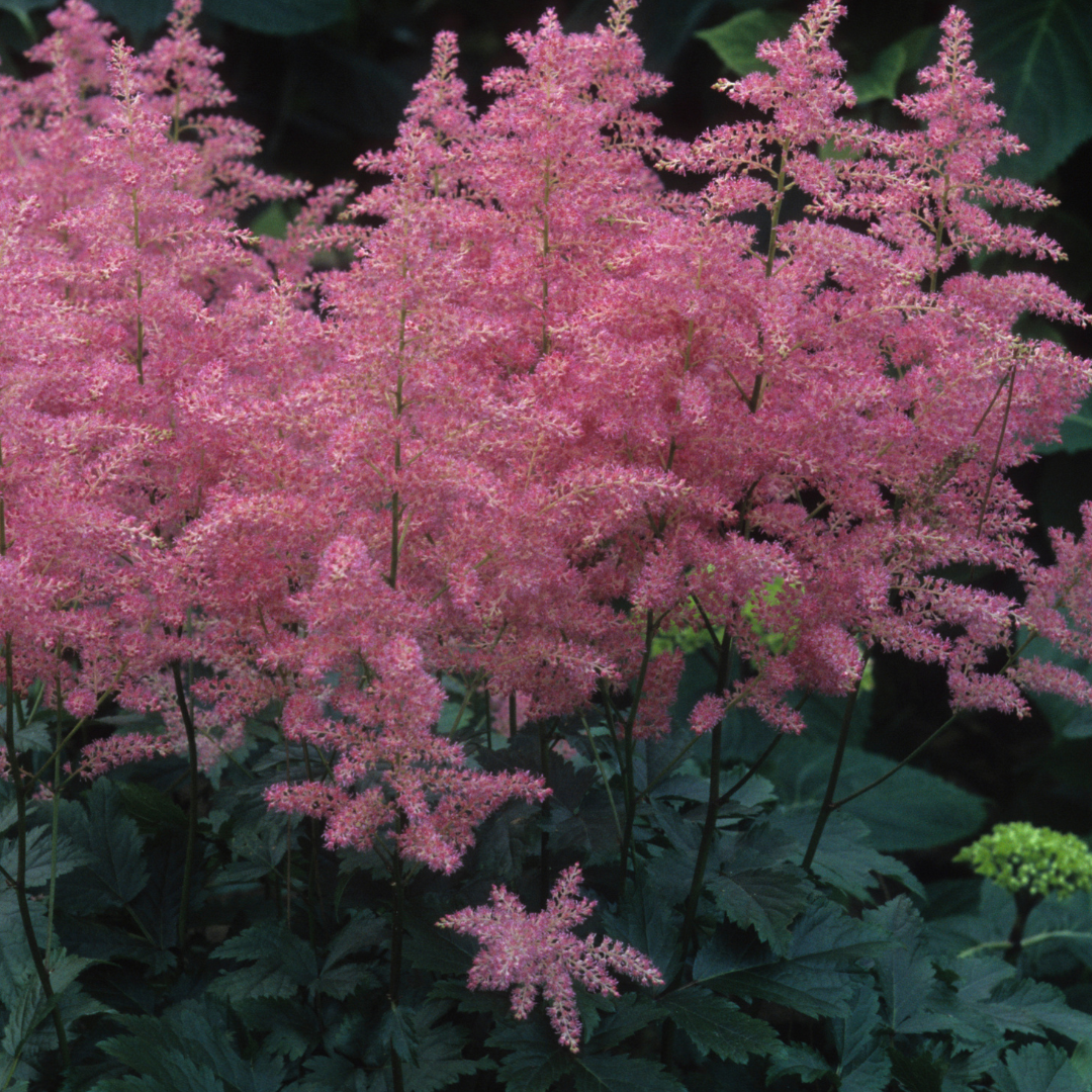 Astilbe japonica "Coblence"