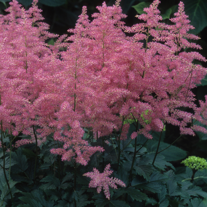 Astilbe japonica "Coblence"