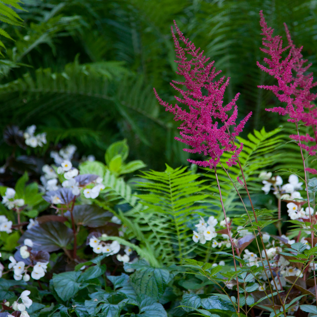 Astilbe japonica "Coblence"