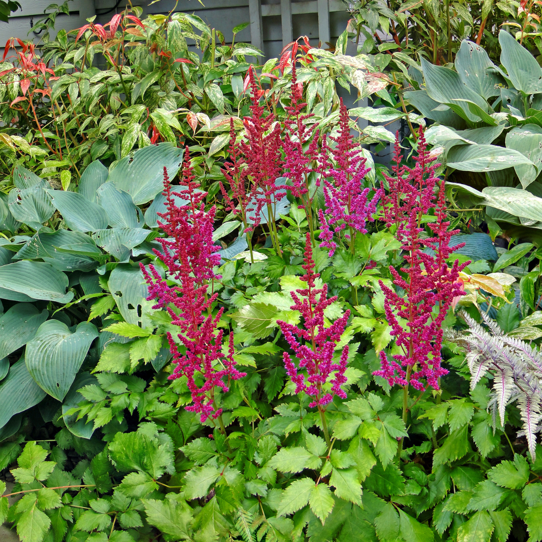 Astilbe japonica "Coblence"