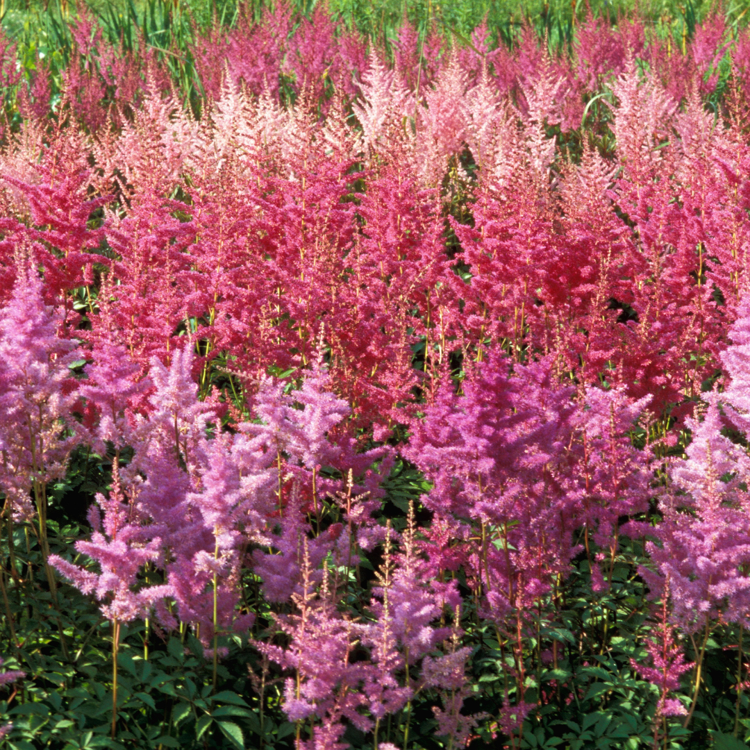 Astilbe japonica "Coblence"