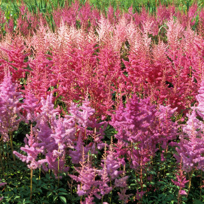 Astilbe japonica "Coblence"