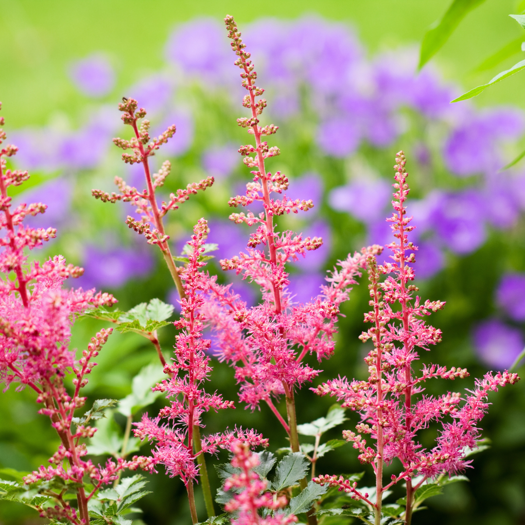 Astilbe japonica "Coblence"