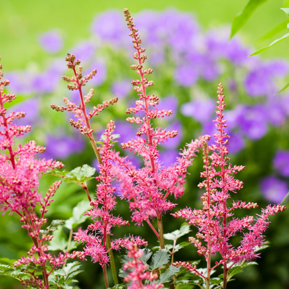 Astilbe japonica "Coblence"