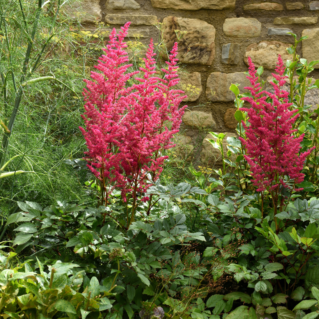Astilbe japonica "Coblence"