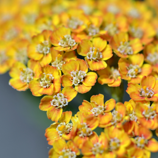 Achillea millefolium terracotta