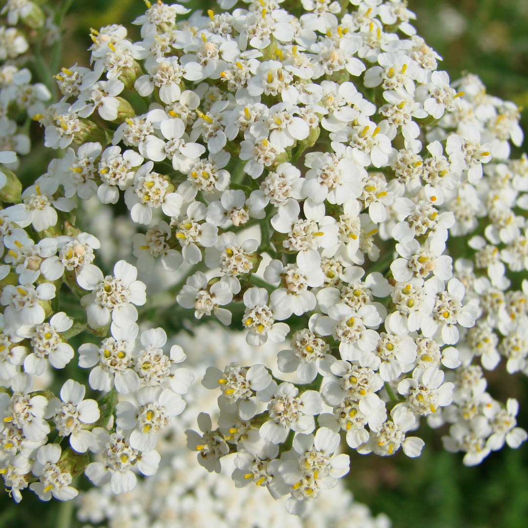 Achillea millefolium