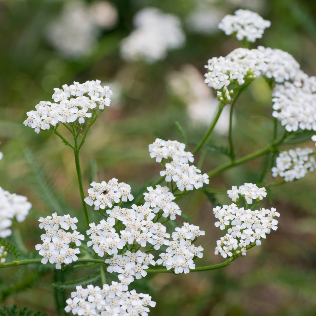 Achillea millefolium