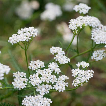 Achillea millefolium