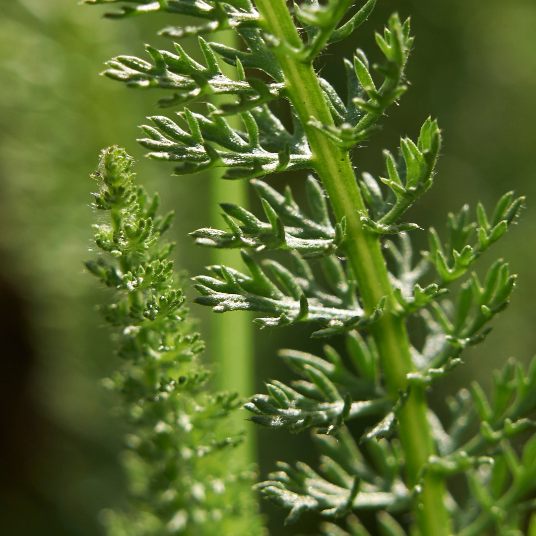 Achillea millefolium