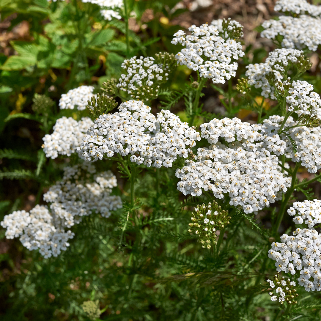 Achillea millefolium