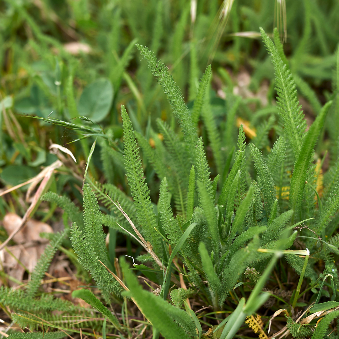 Achillea millefolium