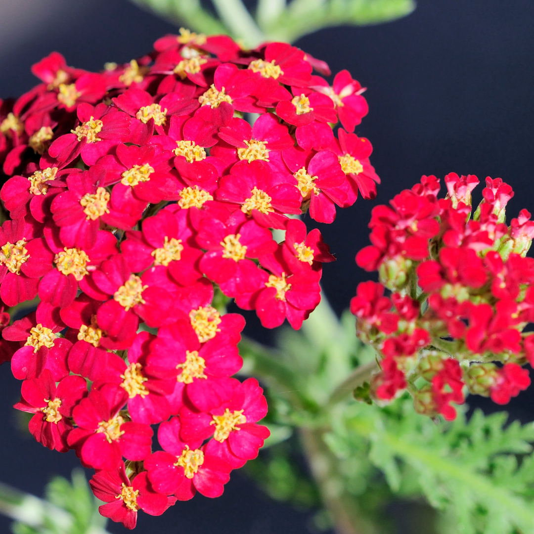 Achillea millefolium  Pomegranate