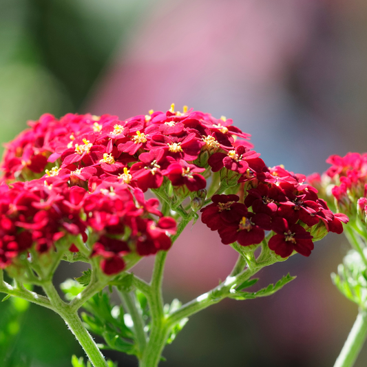 Achillea millefolium Pomegranate
