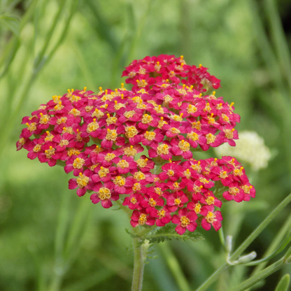 Achillea millefolium  Pomegranate