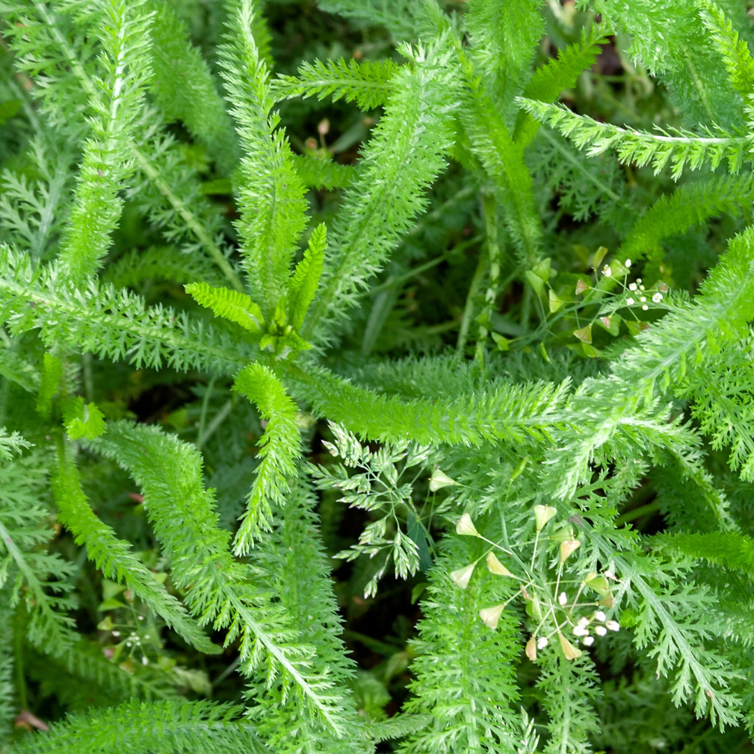 Achillea millefolium  Pomegranate