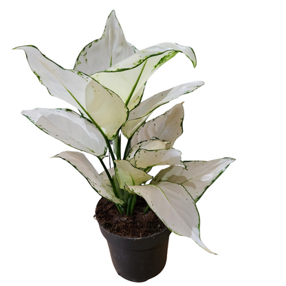 Aglaonema white Joy