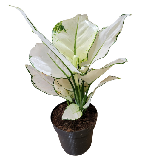 Aglaonema white Joy