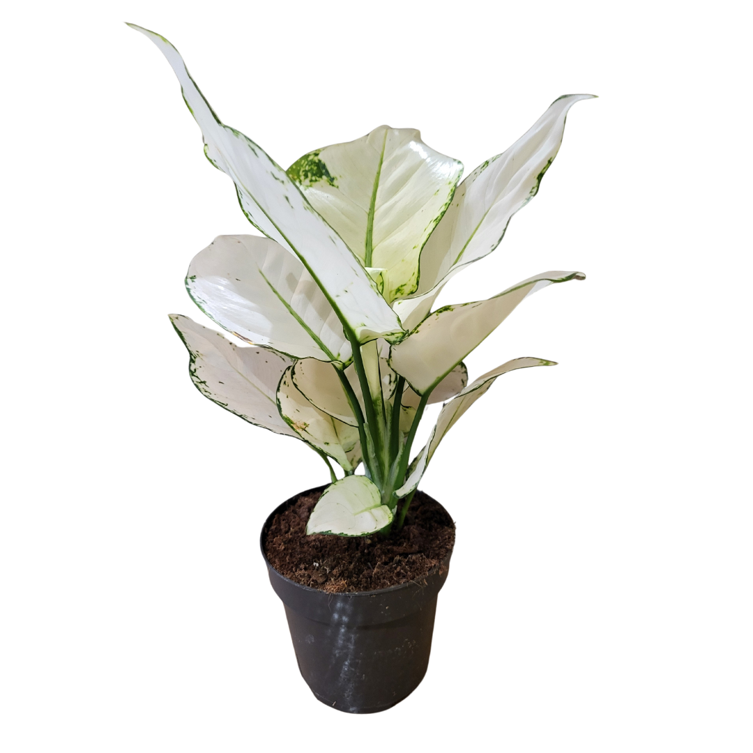 Aglaonema white Joy