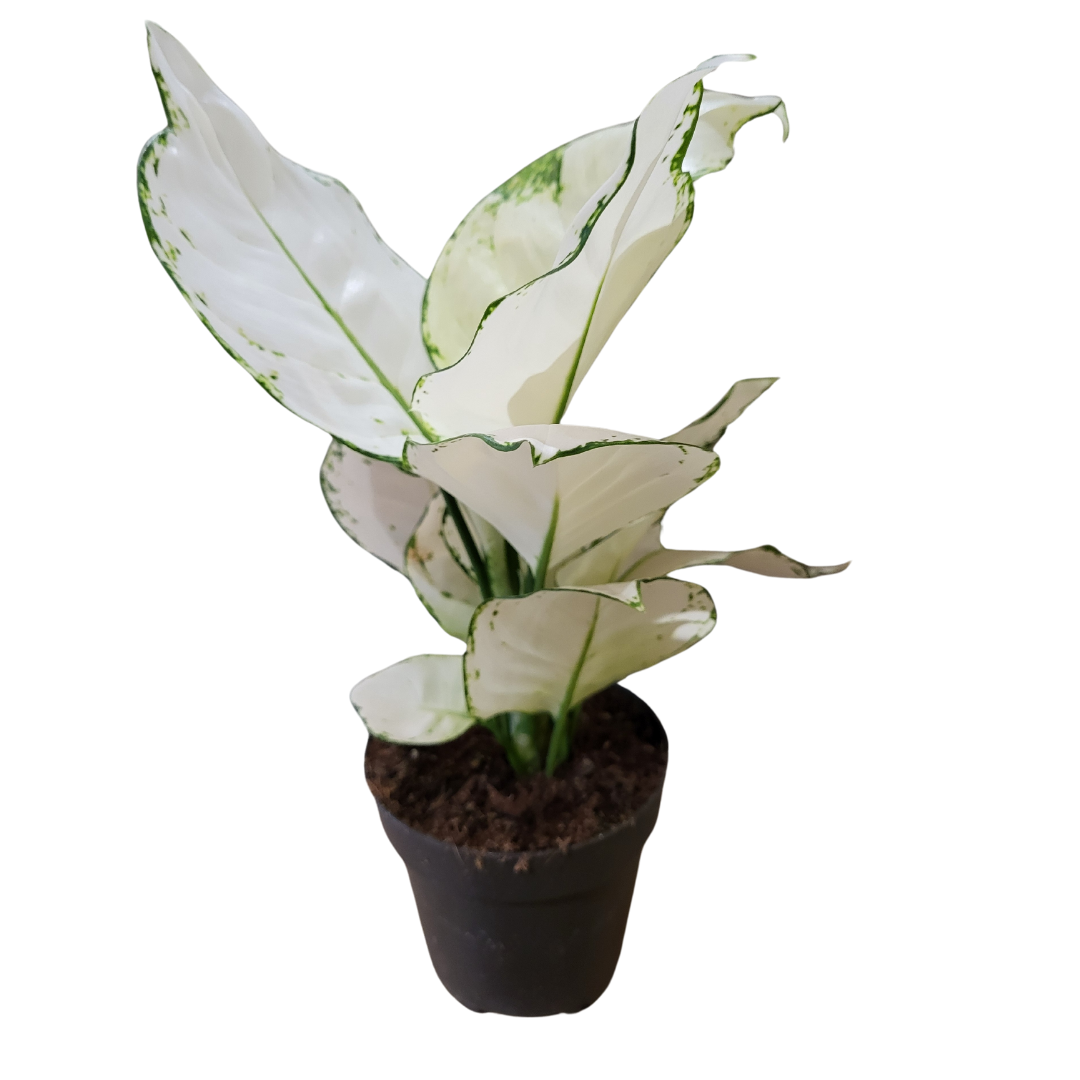 Aglaonema white Joy